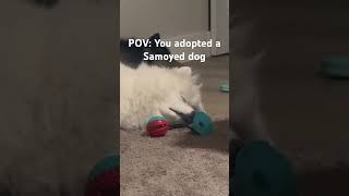 Po the Samoyed cutepet funny samoyedpuppy samoyed samoyedbreed whitedog funnypets funnydogs [upl. by Attiuqahs982]