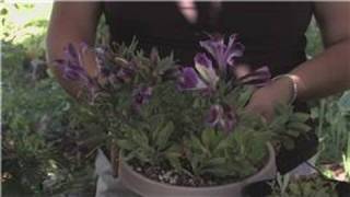 Flower Gardening  How to Care for an Alstroemeria [upl. by Otipaga]