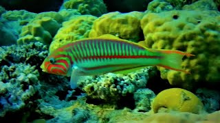 Very smart Klunzingers wrasse Thalassoma rueppellii Rüppells wrasse bashes the sea urchin [upl. by Akeemahs]