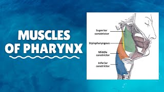 Muscles of Pharynx  Origin Insertion Nerve supply Action [upl. by Essila320]