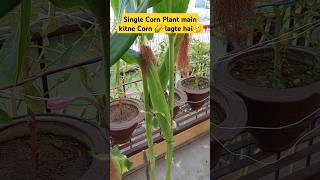 Single Corn Plant Main Kitne Corn 🌽 Lagte hai corn cornplant growyourownfood [upl. by Kalk417]