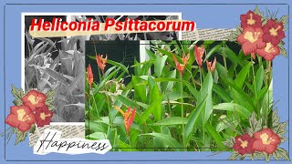 Mengenal Tanaman Heliconia Psittacorum [upl. by Anit]