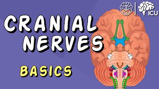 Cranial Nerve BASICS  The 12 cranial nerves and how to REMEMBER them [upl. by Ialocin]