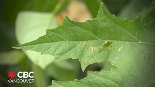 Dangerous invasive plant growing in BC [upl. by Koralle]