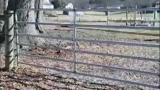 Electric Fence 101 Benefits of Electric Fencing and Installation Tips by Zareba® [upl. by Naahsar]