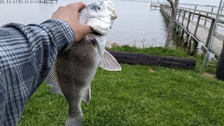 Fishing GALVESTON County for BLACK DRUM 4K MARCH 2024 [upl. by Chaille]