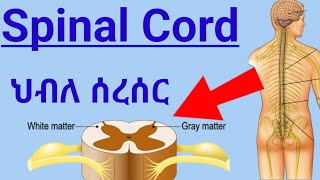 How Spinal Cord Works ascending tractsdescending tracts ህብለ ሰረሰር የአንጎል ክፍል እንዴት ይሰራል spinalcord [upl. by Hovey]