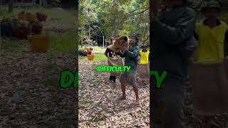 Durian Harvesting Is NOT Easy shorts durian [upl. by Lupee]