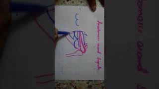 draw ANASTOMOSIS around SCAPULA in 1 minute [upl. by Atenek]