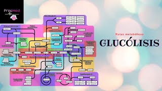 Rutas MetabólicasGlucólisis aerobia y anaerobia [upl. by Nedi]