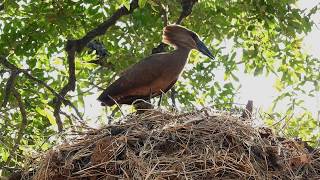 Hamerkop Scopus umbretta [upl. by Li]