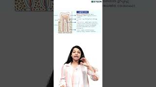 Structure Of Tooth   Xylem Class 9 [upl. by Bac]