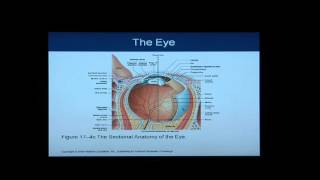 Anatomy and Physiology Help Chapter 17 Light OverviewFlythrough of Special Senses [upl. by Melia]