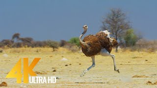 4K Ostrich the Flightless Bird  African Wildlife Documentary Film with Narration [upl. by Chemaram]