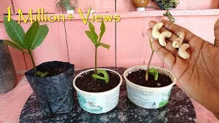 How to grow Cashew tree from seed at home काजू घर पे भी ऊगा सकते हैं आसानी से  Fast amp Easy [upl. by Baillieu]