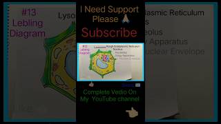 How To Draw Plant Cell Diagram  Plant Cell Drawing  youtubeshorts shortvideo short [upl. by Ahsal]