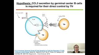 Dual role of follicular regulatory T cells in the control of B cellresponse to vaccination [upl. by Annairdna]