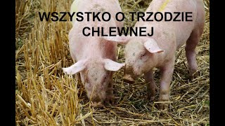 3 ZWIERZĘTA GOSPODARSKIE WSZYSTKO O TRZODZIE CHLEWNEJ HODOWLA OPŁACALNOŚĆ WYMAGANIA PORADY [upl. by Ariayek699]