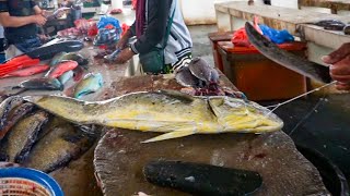 AWESOME CUTTING SKILLS  GIANT DORADO FISH CUTTING ACEHNESE SEAFOOD [upl. by Phalan]