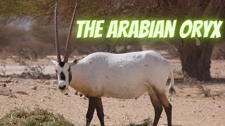 Arabian Oryx Adapted to the Desert and Threatened with Extinction [upl. by Kellen]