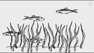 Demystifying ocean acidification and biodiversity impacts [upl. by Aissilem]