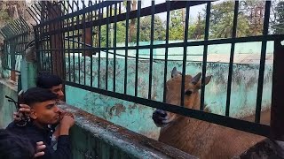 Nilgai Vs Boy love 💕 💕 How powerful is nilgai [upl. by Chute575]