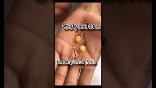 ये होता है चने के अंदर  Gram Seed  seed coat  Embryonal Axis  Cotyledons biology seeds facts [upl. by Teresa431]