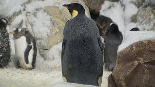 Penguin Encounter Walk Through SeaWorld San Diego [upl. by Minsat]