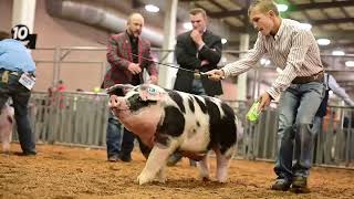 American Royal 2023  Jr Market Preview [upl. by Woodrow984]