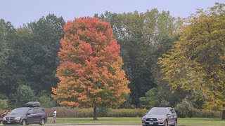 Busse Woods Lake [upl. by Gathers340]