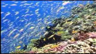 Seychellen Tauchen  Seychelles Diving powered by Reisefernsehencom  Reisevideo  travel video [upl. by Croner]