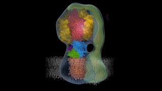 Molecular animation of ATP synthase [upl. by Ennobe389]