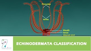 ECHINODERMATA CLASSIFICATION [upl. by Aerdnod]