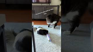 skunk and cat playing ferret babyskunk skunkodor skunkfacts animals skunk skunksmell cute [upl. by Vanhook]