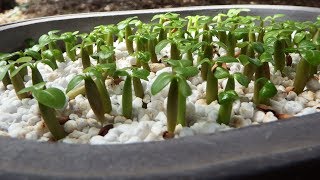 How to harvest Adenium seeds and grow them [upl. by Dolores]