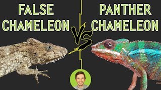 Panther Chameleon vs Bearded Anole False Chameleon  Head To Head [upl. by Bullion]