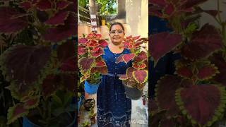 Coleus Plant Care Tips youtubeshortshortvideo [upl. by Anaderol723]