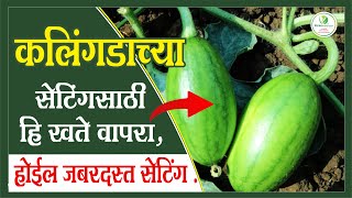 कलिंगडाच्या सेटिंगसाठी हि खते वापरा होईल जबरदस्त सेटिंग  Rama Agrotech [upl. by Allisan]