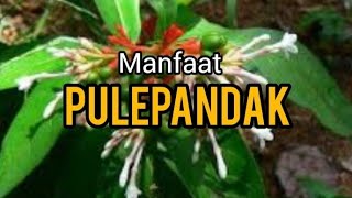 Manfaat Pule Pandak untuk Kesehatan EshaFlora [upl. by Derrej]