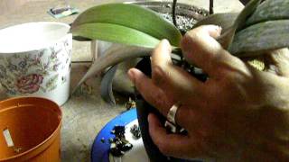 ORCHID CARE REPOTTING orchid from Moss to Bark Part 2 [upl. by Ahsienar]