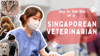 Day in the life of a veterinarian in Singapore [upl. by Irisa]