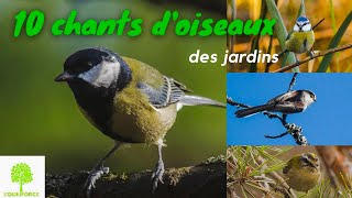 🐦🎵 10 CHANTS DOISEAUX DU JARDIN en vidéo pour les reconnaître [upl. by Indira]