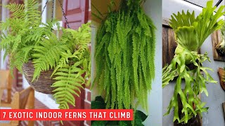 7 Exotic Ferns that Climb Indoors  Best Ferns ferns [upl. by Youngran]