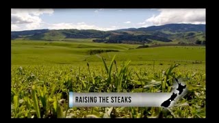 Country Calendar  Raising the Steaks  Kakahu Angus [upl. by Querida106]