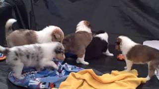 Collie Puppies 3 weeks old [upl. by Ataliah]