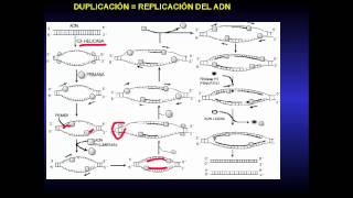 duplicacion y transcripcion de ADN traduccion [upl. by Dobson368]