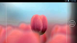 3D Tulip Live Wallpaper Free [upl. by Mallory]