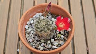 Rebutia raushii in bloom June 2024 [upl. by Axia]