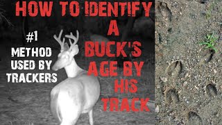 Deer Hunting  How to Tell a Buck Track from a Doe Track [upl. by Dorraj]