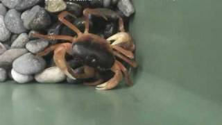 サワガニ（Japanese Freshwater Crab）学名：Geothelphusa dehaani [upl. by Erdreid]